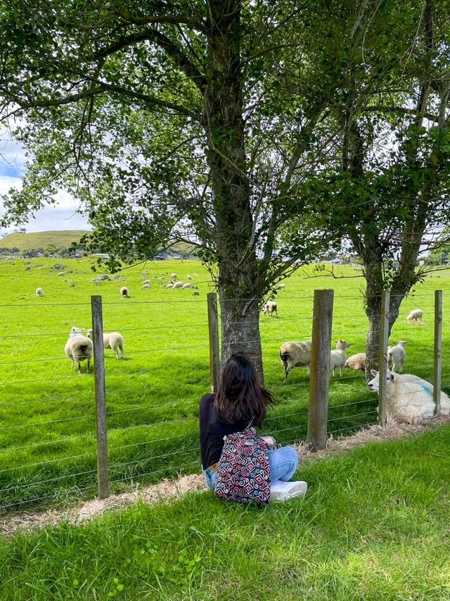 ไปหาน้องแกะที่ Ambury Farm Regional Park📍🐑