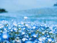 🌻 Solo Adventure: Hitachi Seaside Park – A Kaleidoscope of Nature