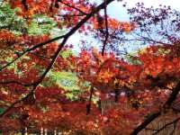 四季皆美的京都府立植物園