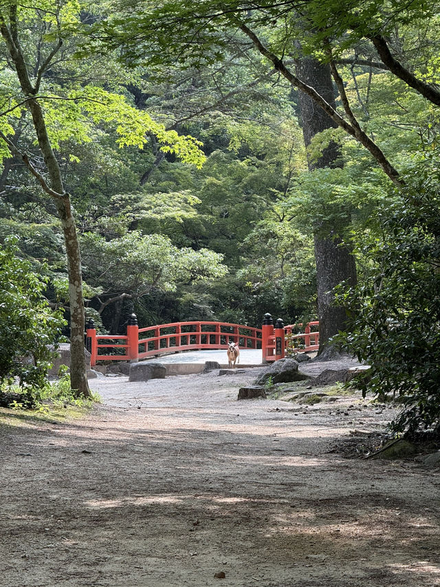 Peace, Culture, and Island Adventures: 48 Hours in Hiroshima 🇯🇵⛩️