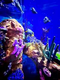 Coastal Currents & Wrecked Wonders at Aquaria KLCC