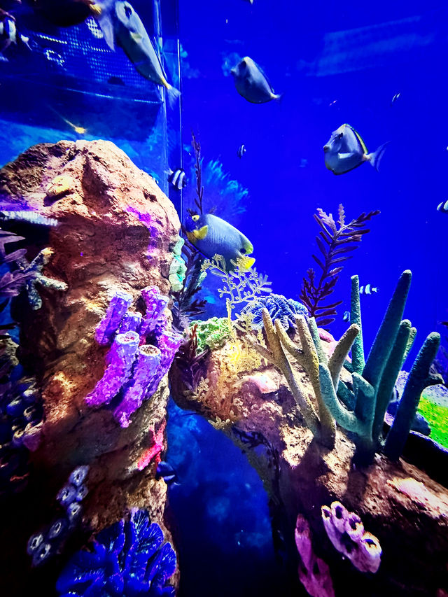 Coastal Currents & Wrecked Wonders at Aquaria KLCC