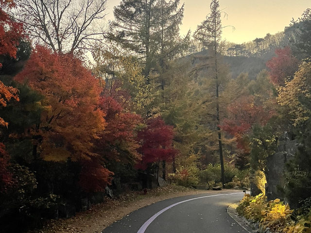 제천 리솜 포레스트