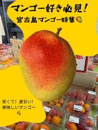 【沖縄県・宮古島】宮古島マンゴーの季節がやってきた！