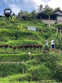  Emerald Steps & Morning Magic: Tegalalang Rice Terrace