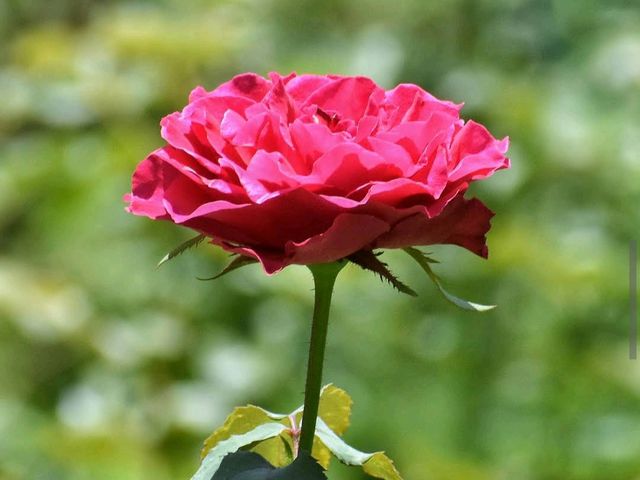 Tyler Rose Garden – Tyler
