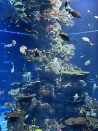 💙หลุดเข้าโลกใต้ทะเลกับ S.E.A. Aquarium Singapore 