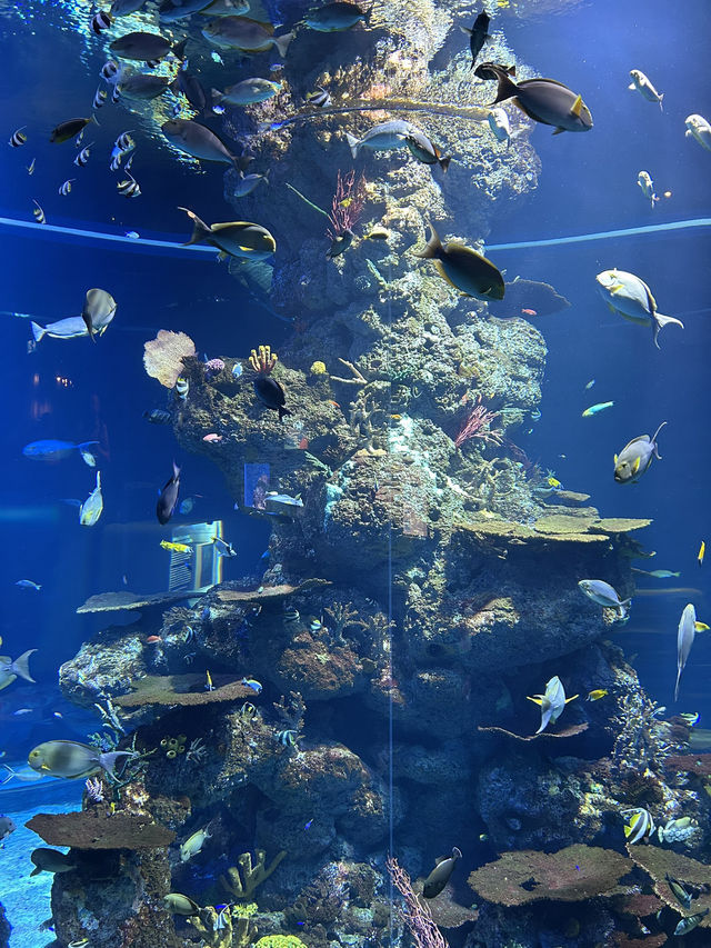 💙หลุดเข้าโลกใต้ทะเลกับ S.E.A. Aquarium Singapore 