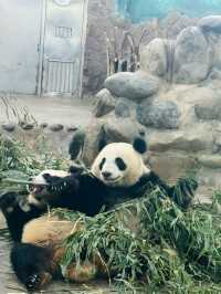 CHENGDU PANDA BASE · MEET CHINA’S LIVING NATIONAL TREASURES