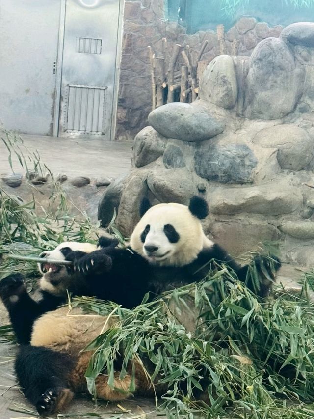 CHENGDU PANDA BASE · MEET CHINA’S LIVING NATIONAL TREASURES