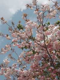 Springtime Magic in Li Jiang – A Dreamy April Escape