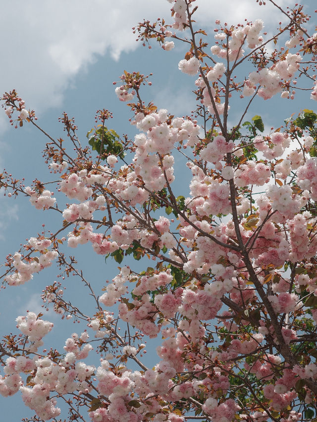 Springtime Magic in Li Jiang – A Dreamy April Escape