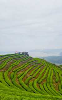 茶香四溢—東白山茶場