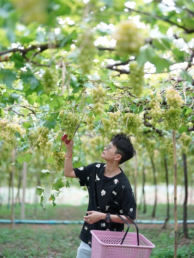 ไร่องุ่นมีสุข (Meesuk Farm Fest)