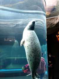 富良野のラベンダー、旭川の上野ファーム、旭山動物園を満喫する旅