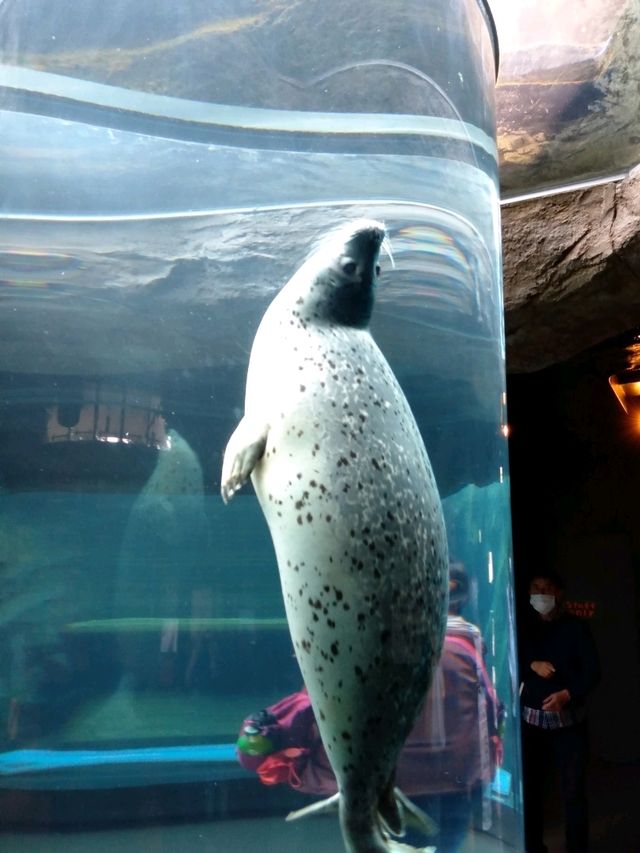富良野のラベンダー、旭川の上野ファーム、旭山動物園を満喫する旅