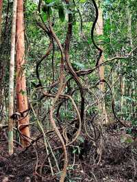 「柔佛隱藏版打卡山丘。」