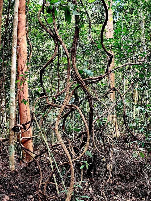 「柔佛隱藏版打卡山丘。」 「柔佛隱藏版打卡山丘。」