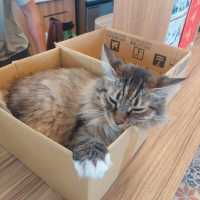 【台灣宜蘭】After Coffee🐱巨型店貓坐鎮