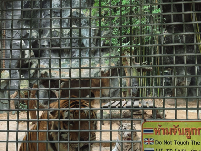 เที่ยวสวนสัตว์เปิดเขาเขียว จ.ชลบุรี 🦒🐘🦛