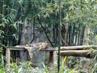百萬城市美景的「塔龍加動物園」