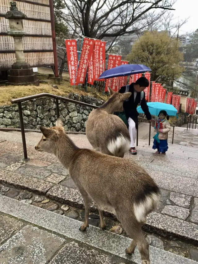 🦌Feeding the Deer in Nara Park: A Cute and Surprising Travel Memory✨