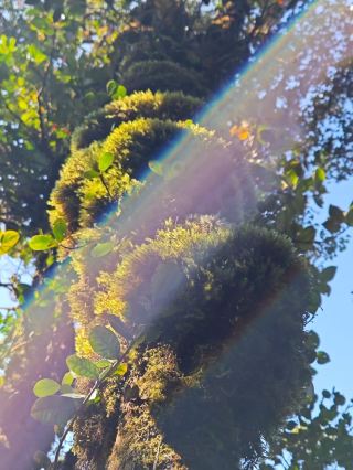 ガヌン・イラウ：魔法の森への旅