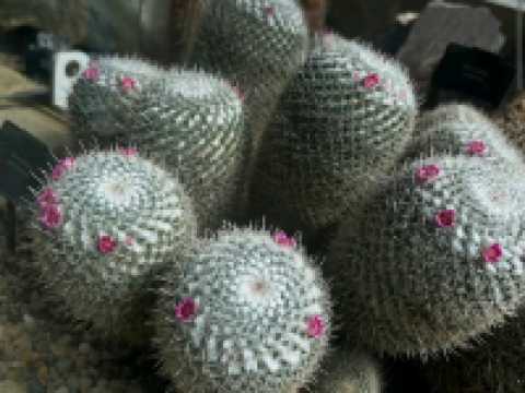 Kew Gardens (큐 가든, Royal Botanic Gardens)