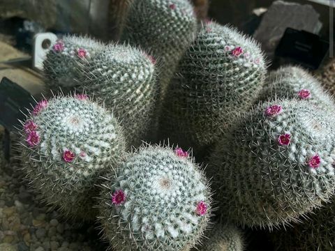 Kew Gardens (큐 가든, Royal Botanic Gardens)