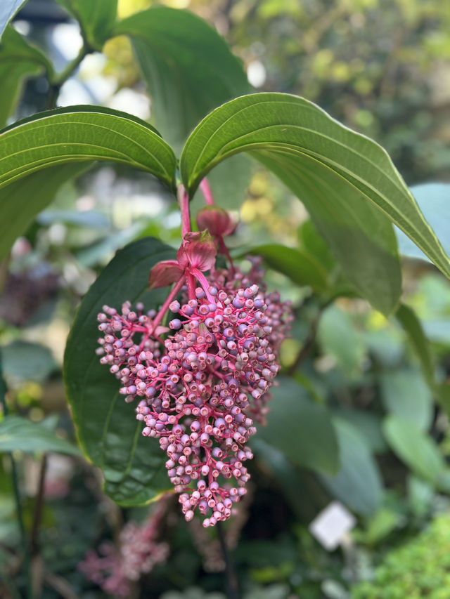 香港公園霍士傑溫室