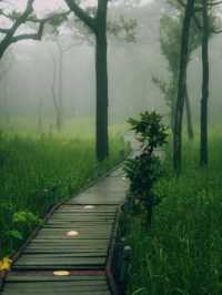 ทุ่งดอกกระเจียว – สีสันกลางป่าหินงาม ชัยภูมิ 🌸⛰️