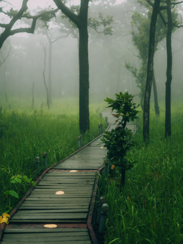 ทุ่งดอกกระเจียว – สีสันกลางป่าหินงาม ชัยภูมิ 🌸⛰️