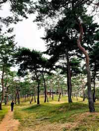 검푸른 숲을 호젓하게 거닐다 - 공주 고마나루솔밭