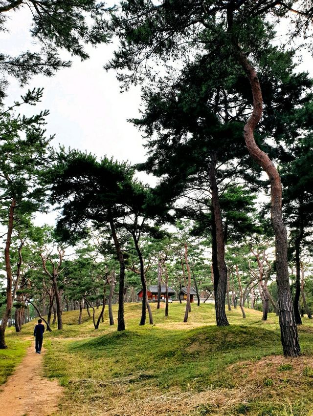 검푸른 숲을 호젓하게 거닐다 - 공주 고마나루솔밭