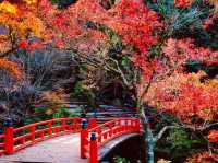 🍁✨ Miyajima – Momijidani Park & Itsukushima Shrine ✨⛩️