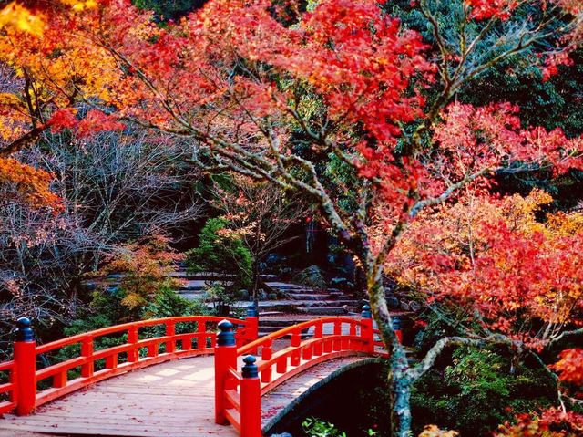 🍁✨ Miyajima – Momijidani Park & Itsukushima Shrine ✨⛩️