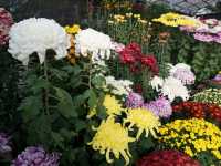 ไหว้พระ + ช้อปเพลิน ที่วัดโทโชจิ ฟุกุโอกะ 🌸