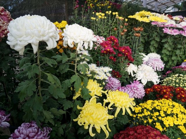 ไหว้พระ + ช้อปเพลิน ที่วัดโทโชจิ ฟุกุโอกะ 🌸 ไหว้พระ + ช้อปเพลิน ที่วัดโทโชจิ ฟุกุโอกะ 🌸