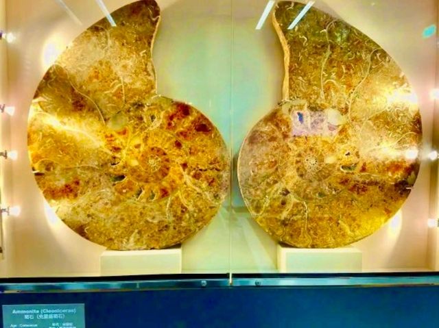 Stephen Hui Geological Museum — Explore Earth’s Ancient Secrets Stephen Hui Geological Museum — Explore Earth’s Ancient Secrets