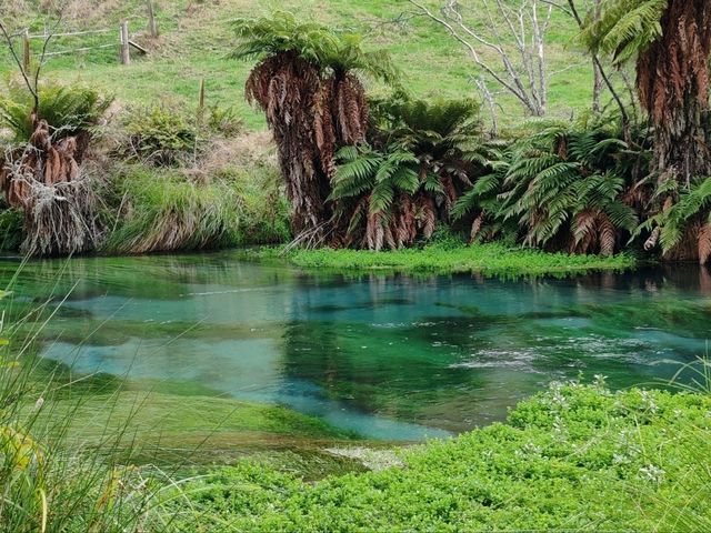 Pure Blue: New Zealand's Blue Spring