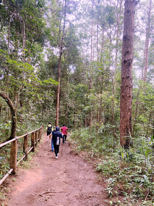 เส้นทางศึกษาธรรมชาติผาดอกเสี้ยว เส้นทางศึกษาธรรมชาติผาดอกเสี้ยว