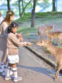 เลี้ยงกวางที่ 🦌 สวนสาธารณะนารา