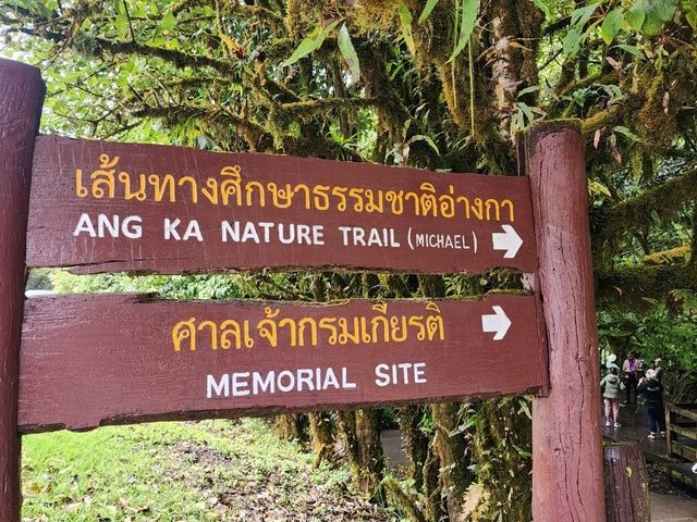 Forest Bathing at Doi Inthanon: Chill Vibes + Epic Scenery