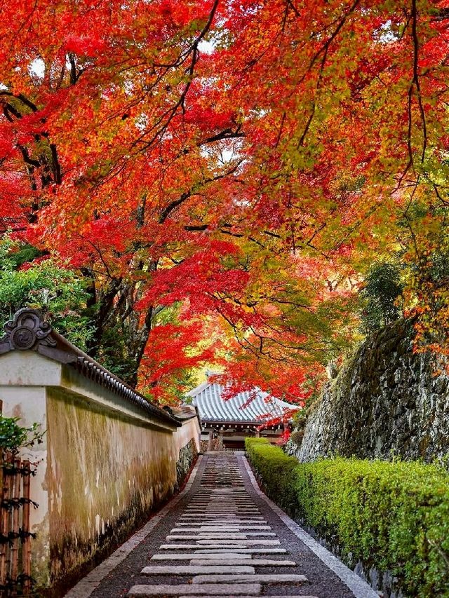 🍁 Yoshimine-dera Temple – Kyoto’s Mountain Jewel Dressed in Autumn Glory 🇯🇵