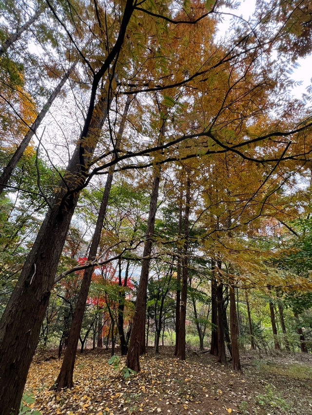 🌳🍁숲길에서
