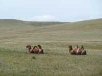 Hustai National Park - Fantastic animal viewing.