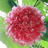 A Jungle in the Mediterranean: Family Adventure at Val Rahmeh Garden