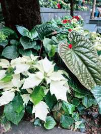 Jewel Rain Vortex: Changi’s Iconic Wonder