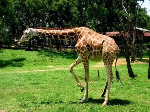 探秘城市中的自然生態