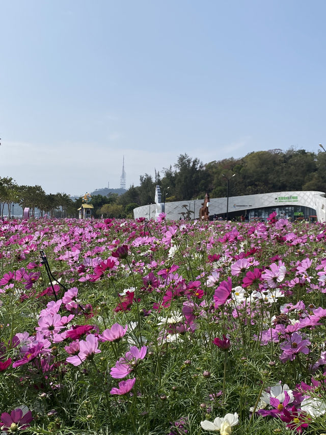 期間限定,去日月貝,別忘走上環島綠道看花海🌺🌸